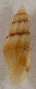 Mangelia unifasciata